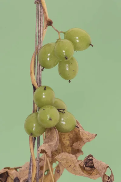 Smilax Aspera Rough Bindweed Sarsaparille葡萄状的绿色浆果 叶柄上挂着深色的喙状物 绿色背景均匀 — 图库照片