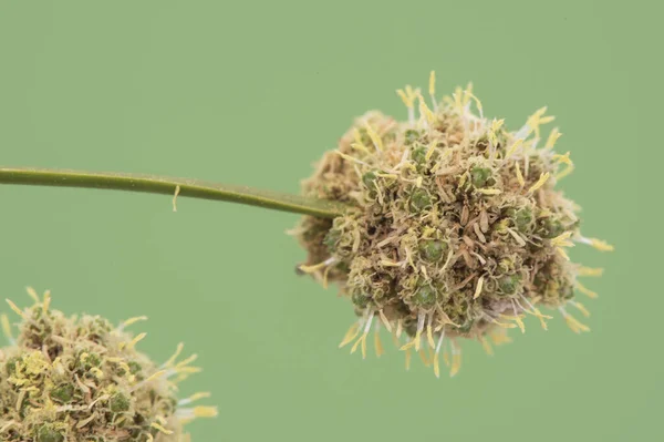Juncus Species Roseau Vert Ruissellement Commun Avec Ses Fleurs Ouvertes — Photo