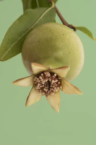 Punica Granatum Romã Flores Cor Laranja Forma Trompete Sino Frutas — Fotografia de Stock