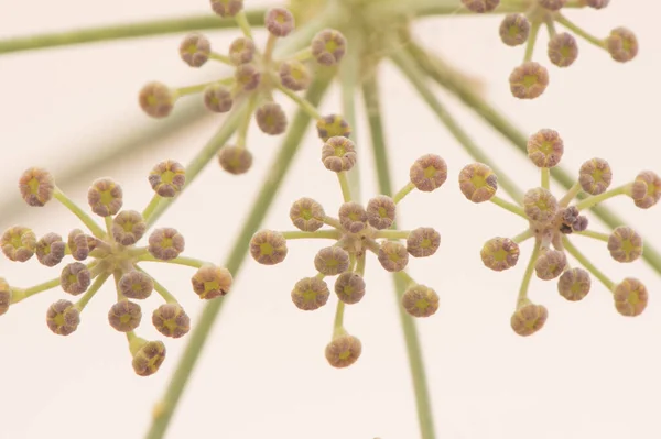 Фенікулум Вульгард Звичайні Квіти Фенхелю Цієї Рослини Середнього Розміру Відкриті — стокове фото