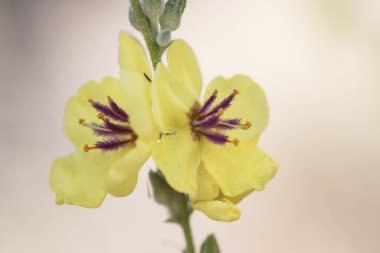 Verbascum sinuatum deniztarağı ile bırakılmış koyu sarı çiçekli kıllı mor ve turuncu arkaplan flaş ışığı açık.