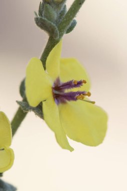 Verbascum sinuatum deniztarağı ile bırakılmış koyu sarı çiçekli kıllı mor ve turuncu arkaplan flaş ışığı açık.