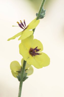 Verbascum sinuatum deniztarağı ile bırakılmış koyu sarı çiçekli kıllı mor ve turuncu arkaplan flaş ışığı açık.