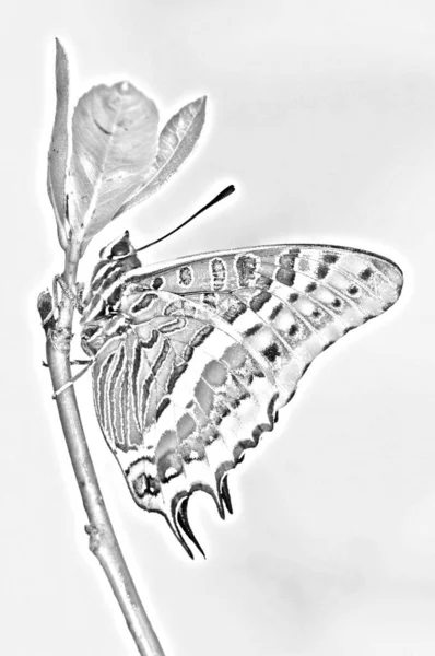ブランチブラックとホワイトのシルエットのイメージマクロ写真に閉じ込められた2尾のパサまたはフォクシーな皇帝蝶のチャラクシス ジャシウス — ストック写真