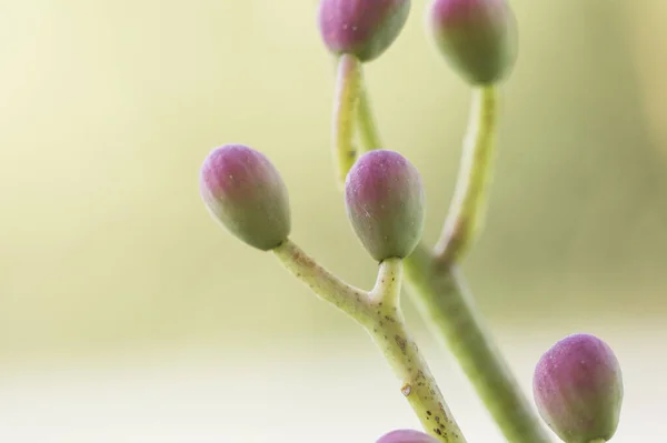 Pistacia Terebinthus Chypre Arbuste Térébenthine Avec Des Galles Forme Corne — Photo