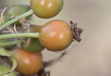 Rosa türleri bu yeşil ve turuncu dikenli çalıların kalça meyvelerini yeşertti.
