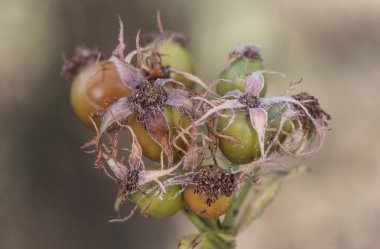 Rosa türleri bu yeşil ve turuncu dikenli çalıların kalça meyvelerini yeşertti.