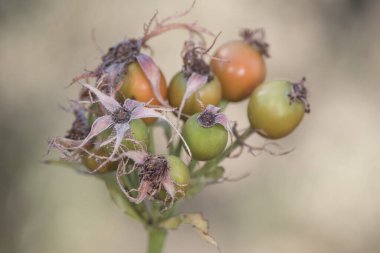 Rosa türleri bu yeşil ve turuncu dikenli çalıların kalça meyvelerini yeşertti.