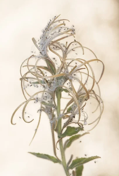 Epilobium Hirsutum Gran Willowherb Planta Peluda Con Flores Pétalos Color — Foto de Stock