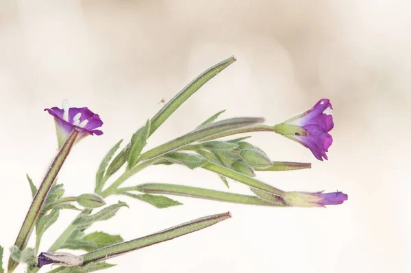 필로비움 Epilobium Hirsutum 버드나무털 분홍빛 있으며 오렌지색 플래시 빛에서 실처럼 — 스톡 사진