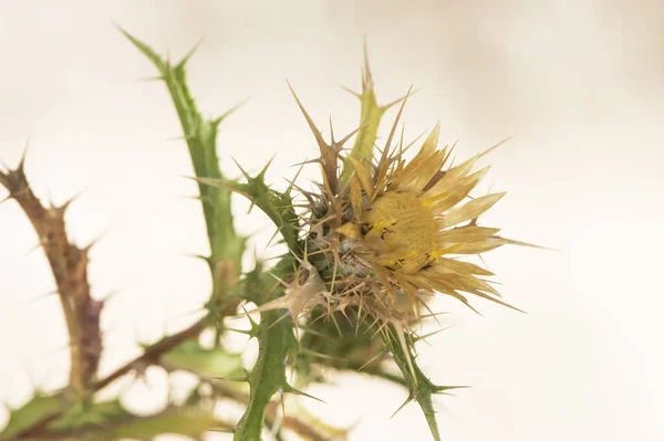 Carlina Corymbosa Klustrad Carline Tistel Sommar Spetsig Blomma Med Gula — Stockfoto