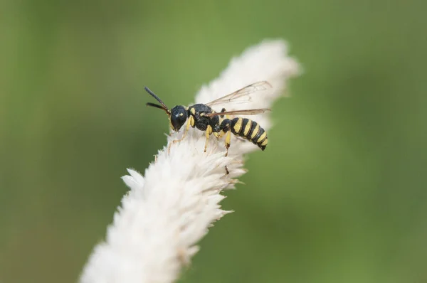 陶瓷种类的小黄蜂和小黑蜂栖息在一个非常浅棕色野生麦穗上 在一个没有聚焦的绿色背景闪光灯下 — 图库照片