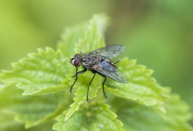 Dipterus farklı Minnettia türleri uçar. Dalların üzerine tünemiş yeşil çayır yeşil çimenler üzerinde sönmüş yeşil flaşlı ışıklandırma.