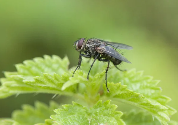 Dipterus Летать Различные Виды Minnettia Сидел Ветках Зеленые Травы Влажном — стоковое фото