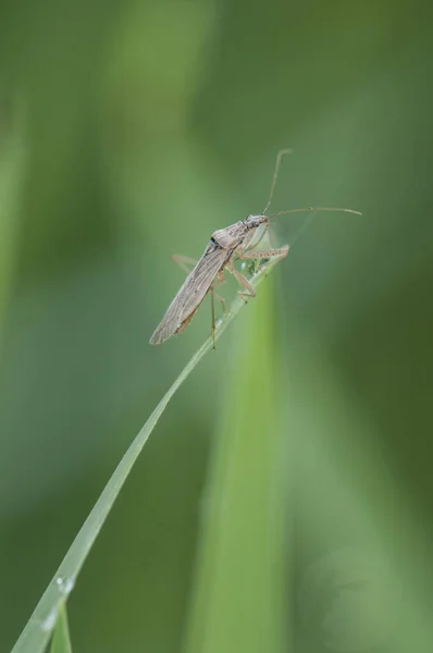 Nabis Soorten Gestileerd Licht Geelbruin Stinkende Wants Neergestreken Het Einde — Stockfoto