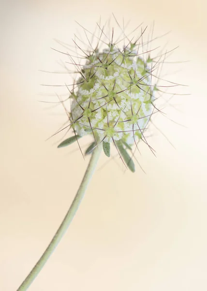 Scabiosa Türleri Iğnelik Çiçekleri Mor Pembe Desenli Çiçek Bitkisi Balmumu — Stok fotoğraf