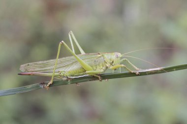 Tettigonia viridissima. İyi boyutlarda yeşil çalı çekirgesi. Karnının sonunda yumurtlayıcı olan yeşil renkli dişi.