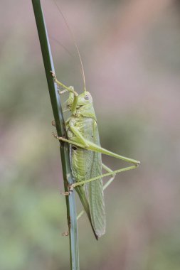 Tettigonia viridissima. İyi boyutlarda yeşil çalı çekirgesi. Karnının sonunda yumurtlayıcı olan yeşil renkli dişi.
