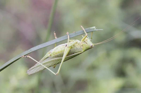 Tettigonia Viridissima Great Green Bush Cricket Insect Good Size Green — Stock Photo, Image