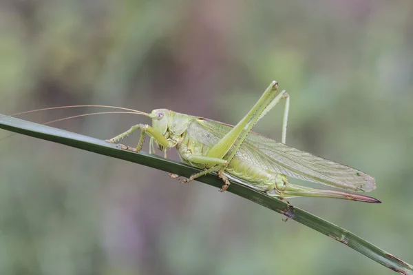 Tettigonia Viridissima Stora Gröna Buske Cricket Insekt God Storlek Grön — Stockfoto