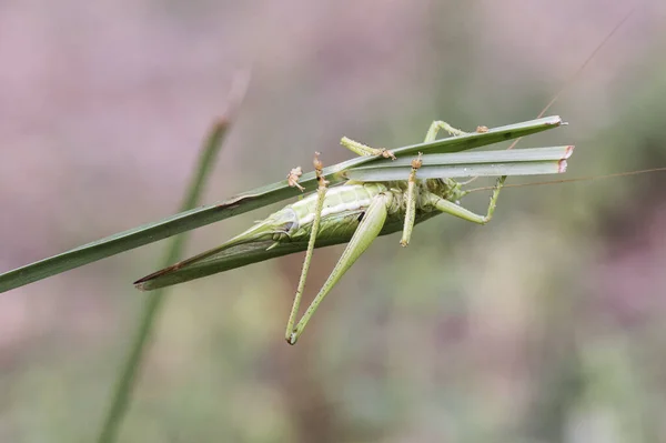 Tettigonia Viridissima Great Green Bush Cricket Insect Good Size Green — Stock Photo, Image