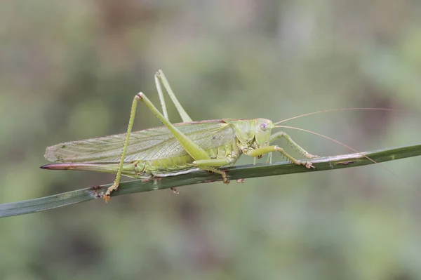 Tettigonia Viridissima Grote Groene Struik Cricket Insect Van Goede Grootte — Stockfoto