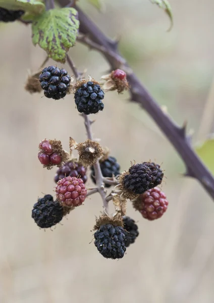 Rubus Ulmifolius Yaygın Böğürtlen Böğürtlen Kırmızısı Olgunlaşmamış Siyah Dikenli Yeşil — Stok fotoğraf