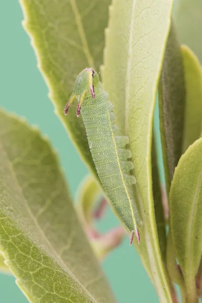 Charaxes Jasius Kétfarkú Pasa Vagy Róka Császár Hernyója Ennek Pillangónak — Stock Fotó