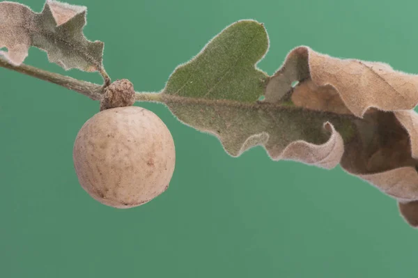 アンドリクス種オークの蕾のような球はコルク状で オークの葉の上に生えています — ストック写真