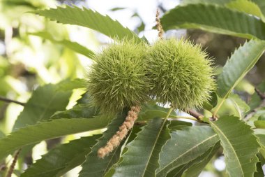 Castanea sativa burr yeşil dikenli kaplama kestaneler, yeşil yapraklar, doğal ışıklandırma flaş destekli doğal arka plan