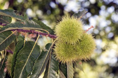 Castanea sativa burr yeşil dikenli kaplama kestaneler, yeşil yapraklar, doğal ışıklandırma flaş destekli doğal arka plan