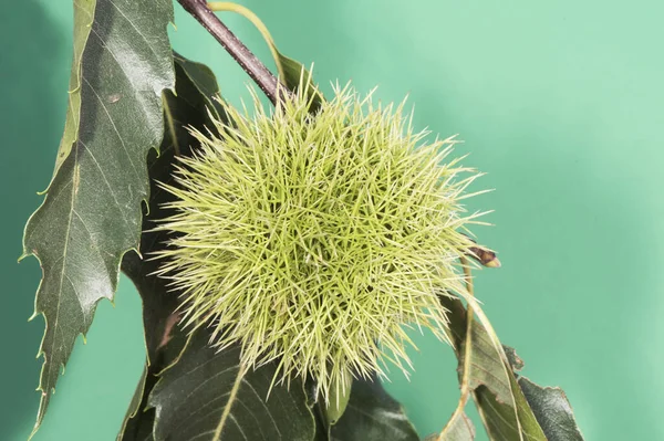 Castanea Sativa Rebarba Tampa Espinhosa Verde Cobrindo Castanhas Folhas Verdes — Fotografia de Stock