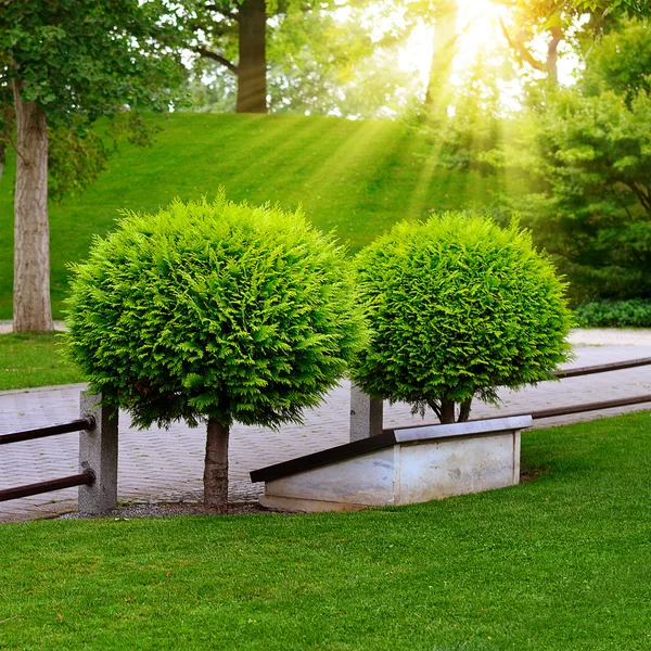 Красивая вечнозеленая туя в летнем парке — стоковое фото