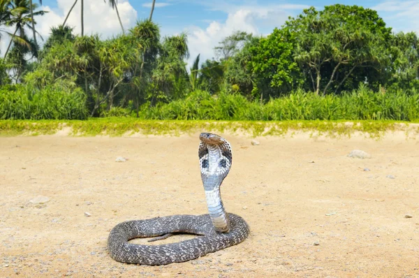 Königskobra in der wilden Natur — Stockfoto