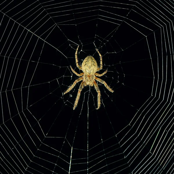 在晚上的危险蜘蛛 web 背景 — 图库照片