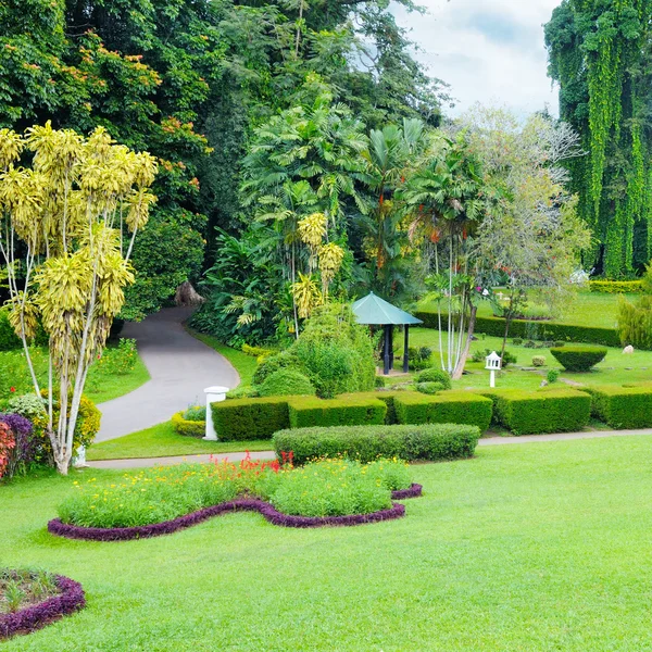 Gramado e sebe em um parque de verão — Fotografia de Stock