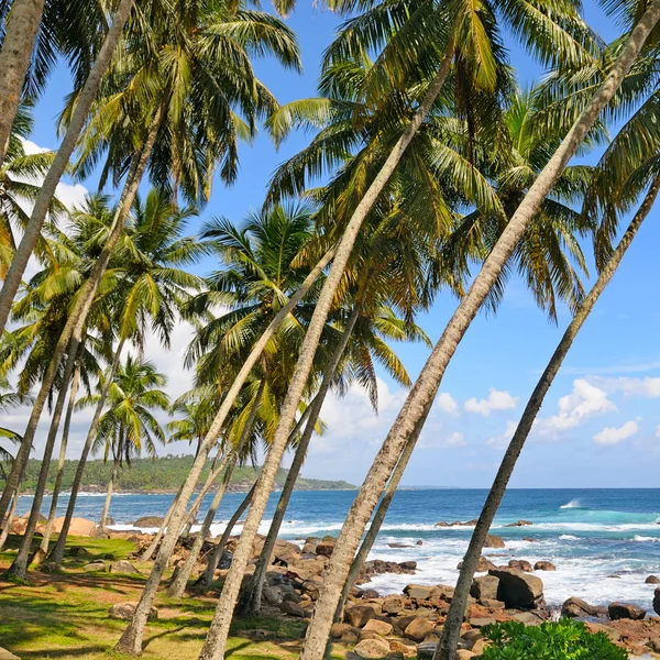 Palmeras de coco en la orilla del océano — Foto de Stock