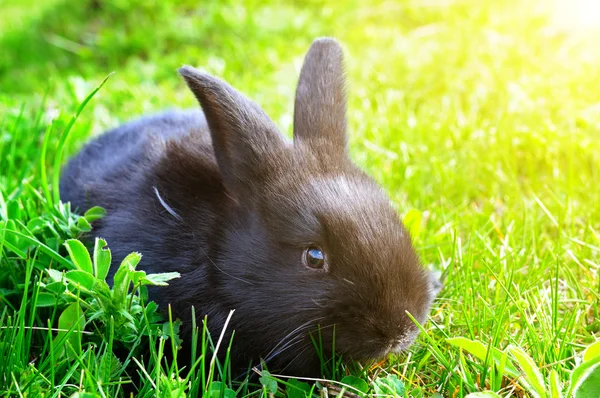 Little rabbit on green grass background — Stock Photo, Image