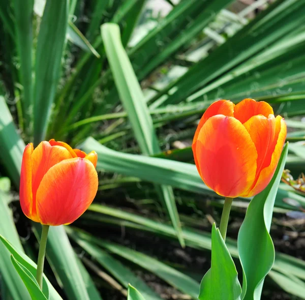 Tulipes dans le lit de fleurs du jardin — Photo