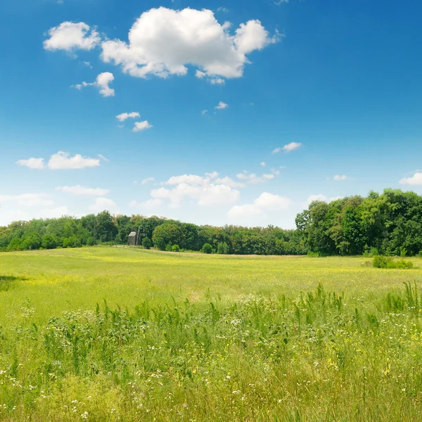 絵のような緑の草原と青空 — ストック写真