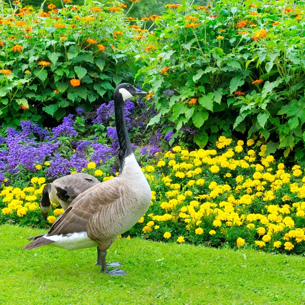 Geese in the background of a flower bed — Stock Photo, Image