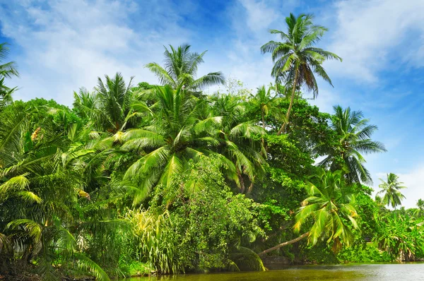 Bosque de palma tropical en la orilla del río — Foto de Stock
