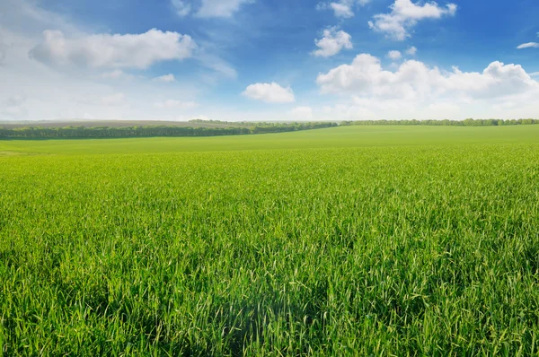 Grünes Feld und blauer Himmel mit Wolken — Stockfoto