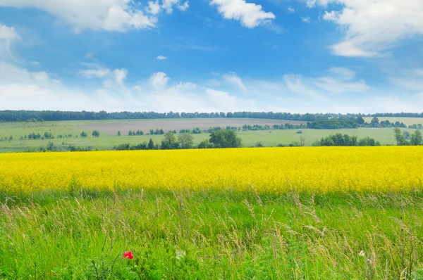 Rapsfeld und blauer Himmel — Stockfoto