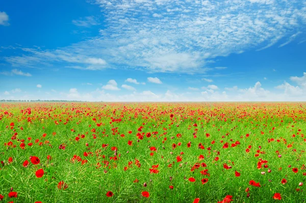 Meadow with wild poppies and blue sky — Stock Photo, Image