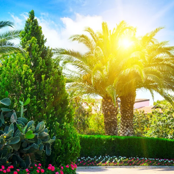 Un bellissimo parco con palme e piante sempreverdi — Foto Stock