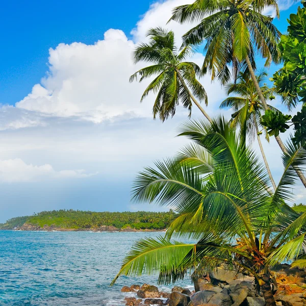 Kokosové palmy na břehu oceánu — Stock fotografie