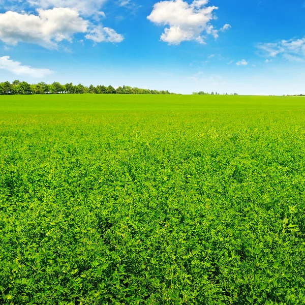 Groen veld en blauwe lucht met lichte wolken — Stockfoto