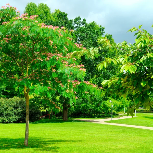 Parc, pajiște verde și cer albastru — Fotografie, imagine de stoc