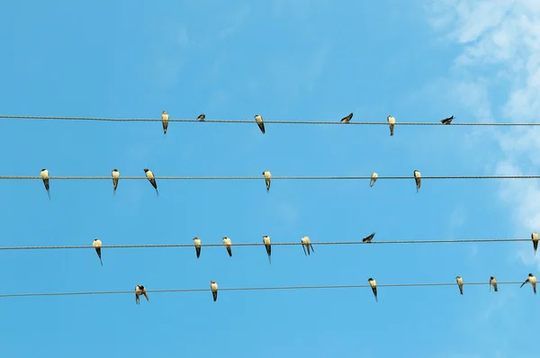 Flock of swallows on blue sky background — Stock Photo, Image